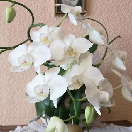 Dvinumajas Vintage B&B Балві Екстер'єр фото